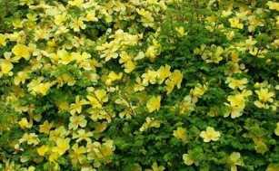 溢芳花卉園 綠化種苗與創新科技的結合